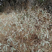 croton californicus